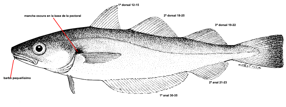 Merlangius merlangus_001